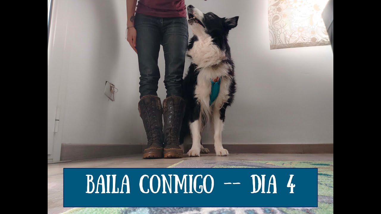 Baila con tu perro. DÍA 4