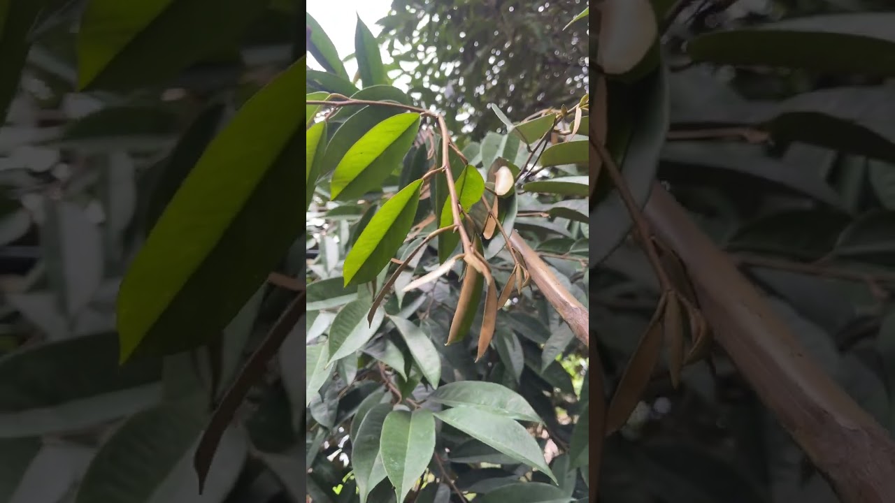 Kéo Dot mở lá nhanh trước xổ nhuy sầu riêng ri6