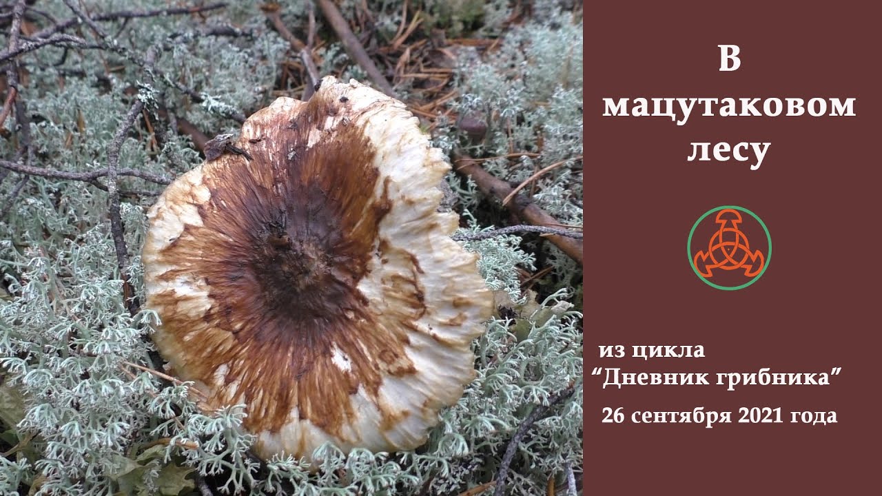 В мацутаковом лесу.  