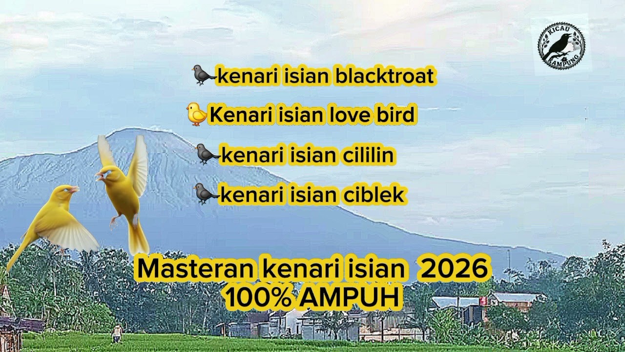 KENARI ISIAN MEWAH 2026 isian,blackthroat,lovebird,cililin,ciblek,cocokutk burung paud,males bunyi