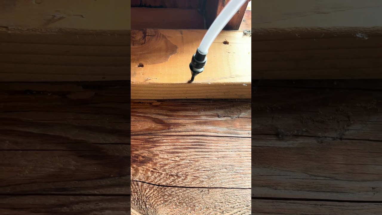 Spot treating drywood termites with Premise Foam bugproinc.com #termite #wood #satisfying