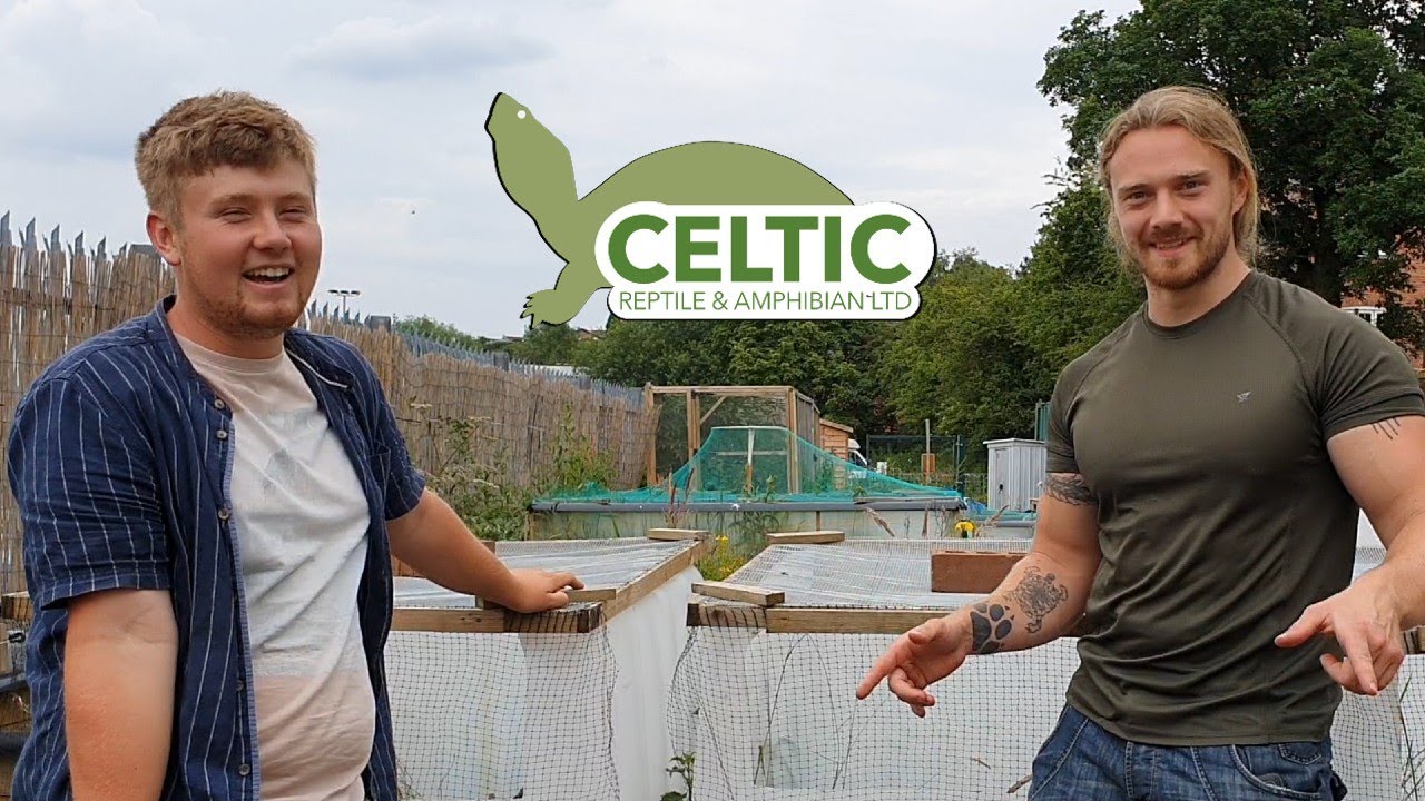 Celtic Reptile & Amphibian | BRITAINS COLD-BLOODED REWILDERS