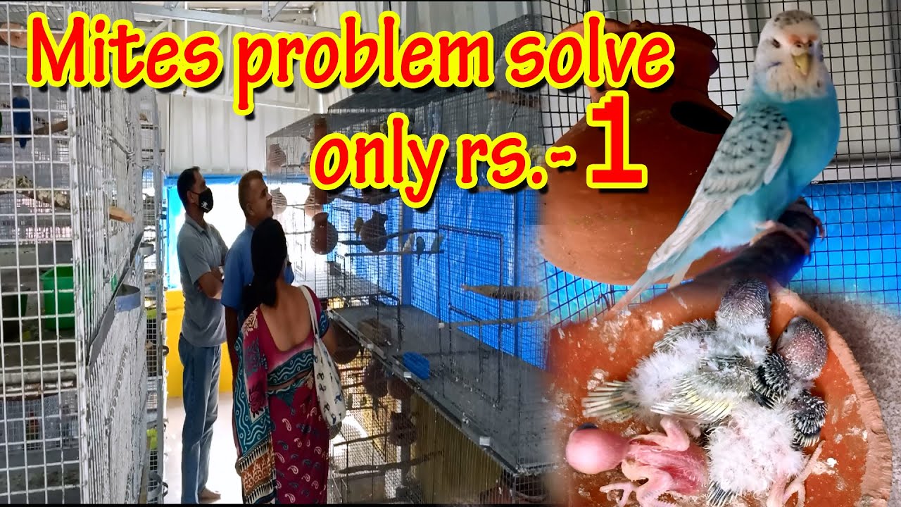 Mites problem solve only Rs.1|| Special guest appearance|| Kolkata Lovebirds||