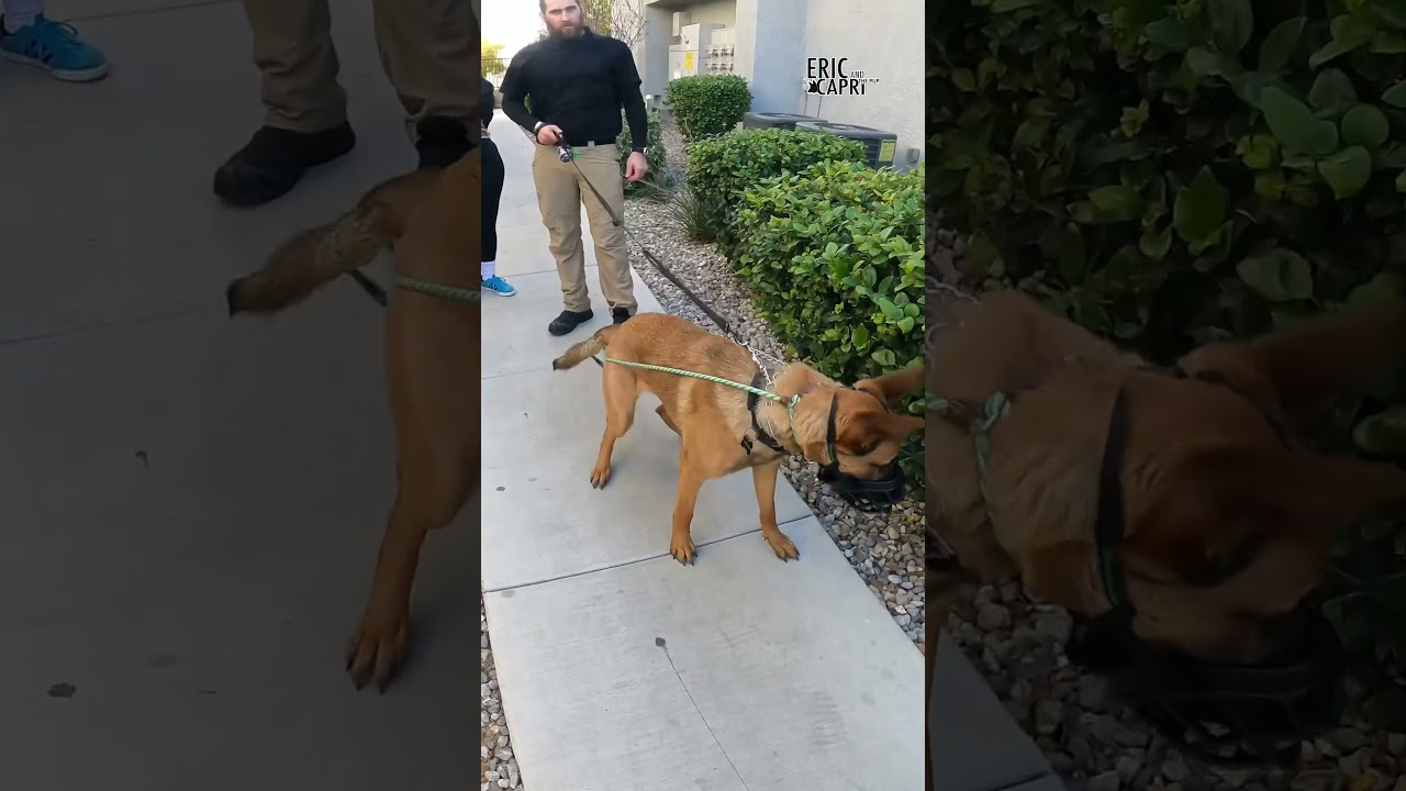 One Of The Most Aggressive Dogs I&rsquo;ve Faced #dogtraining #doglovers #dogtips #puppylove #fyp