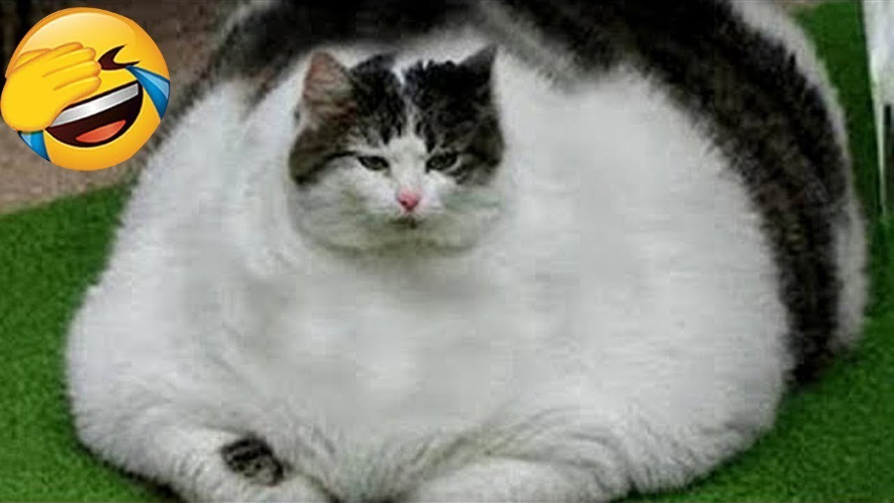 Funny Pet Moments Will Make You Laugh #45