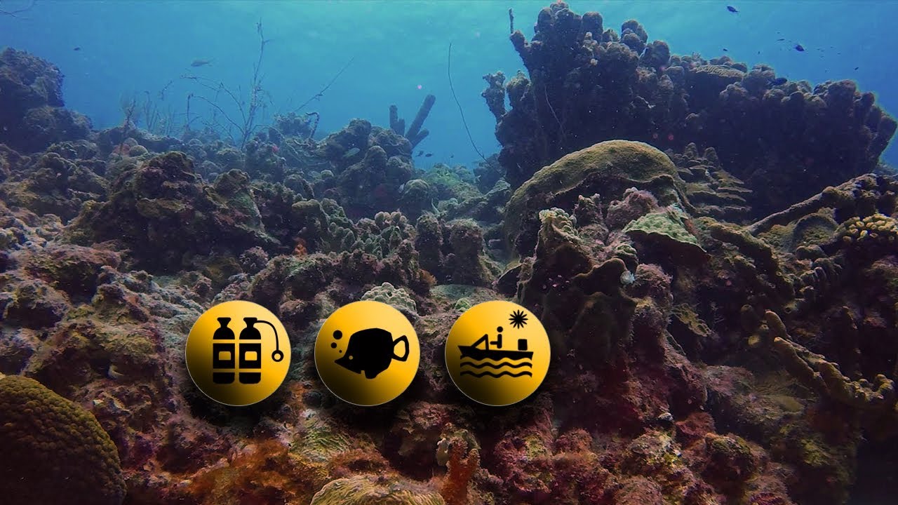 Daaibooi Reef Dive Cura&ccedil;ao Divers Republic