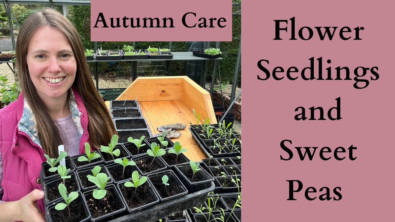 October In The Greenhouse | Cool Flower Hardy Annual Flower Seedlings and Sweet Pea Flower Update