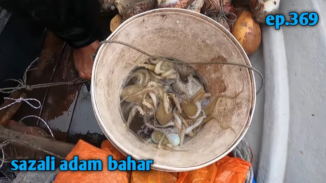 Angkat perangkap sotong dan masak ep369