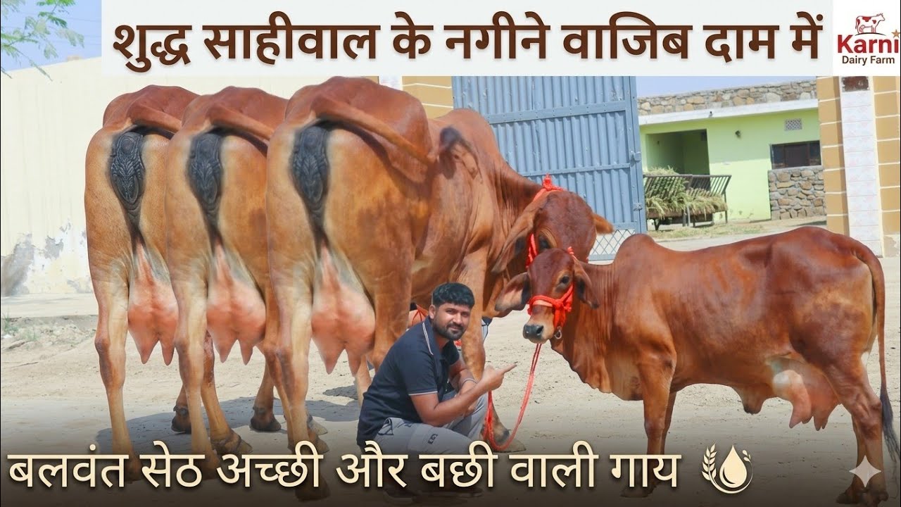 101% शुद्ध साहीवाल गाय खरीदो💫बलवत सेठ की दूध तोल कर वाजिब दाम में 👍16 किलो तक दूध ट्रांसपोर्ट फ्री 🚚