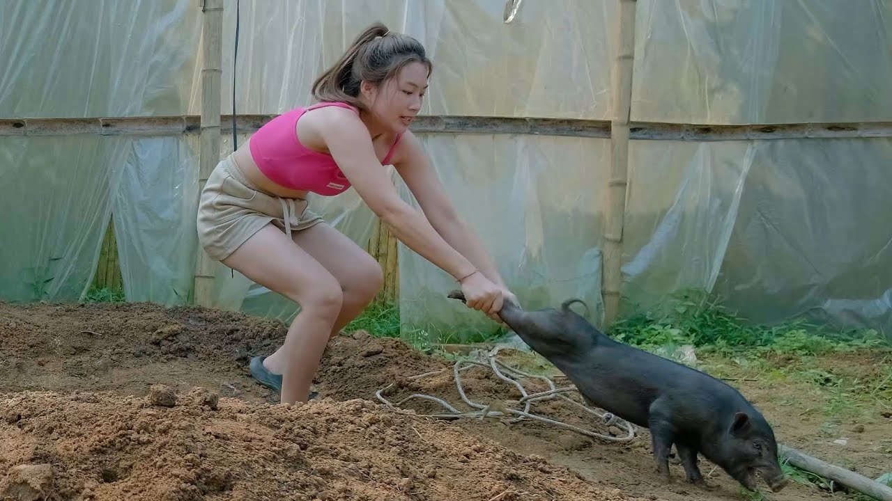 Wild boars destroy the garden - determined to make traps to catch and domesticate wild boar herds