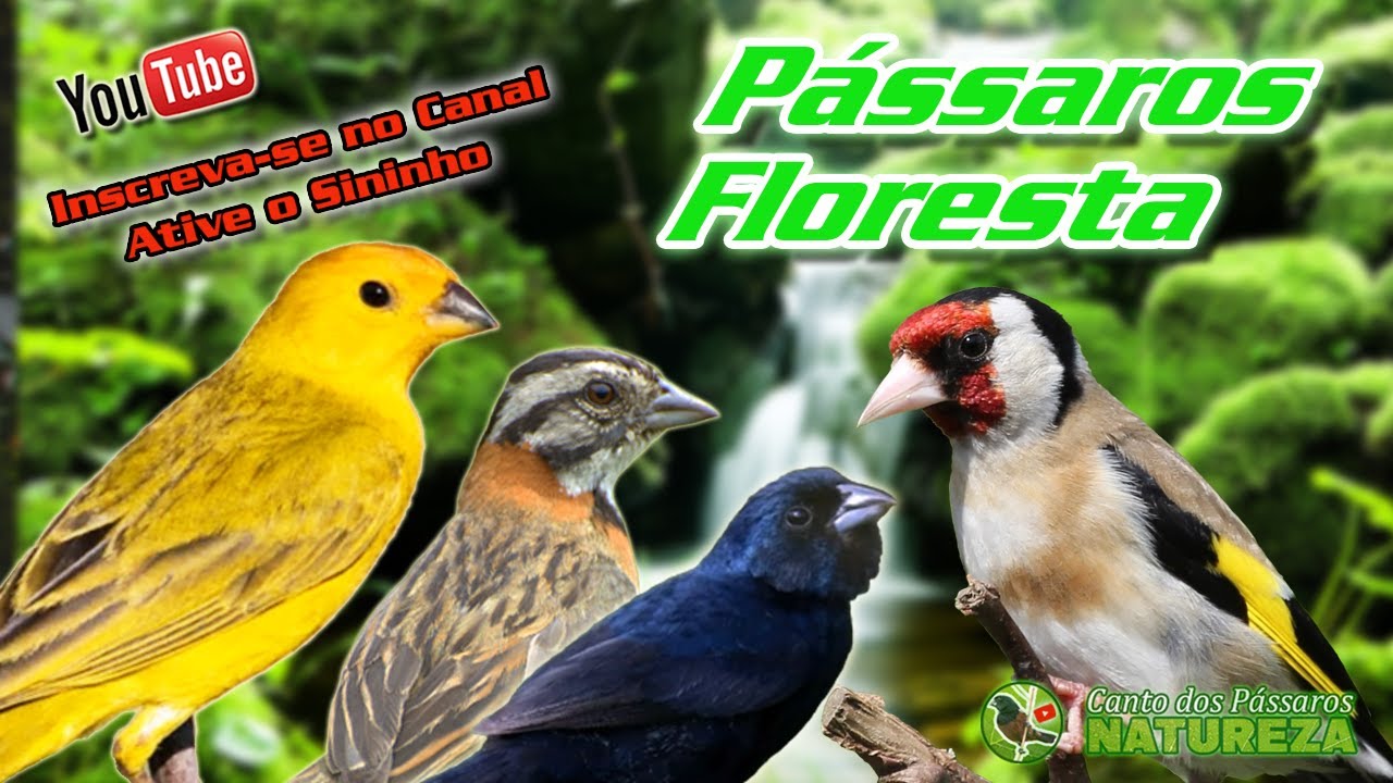 CANTO DOS PÁSSAROS NA FLORESTA, BREJO (BADERNA)