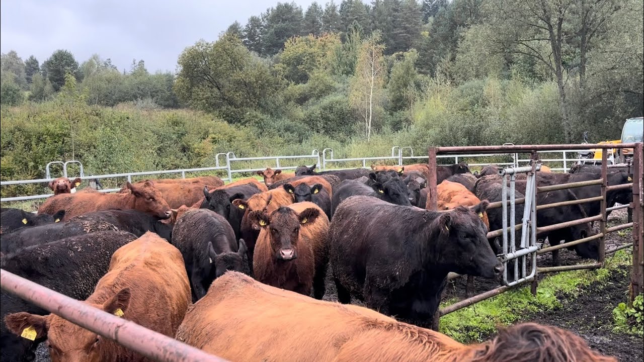 Nowe odsadki, odpajalnia dla cieląt i obora 