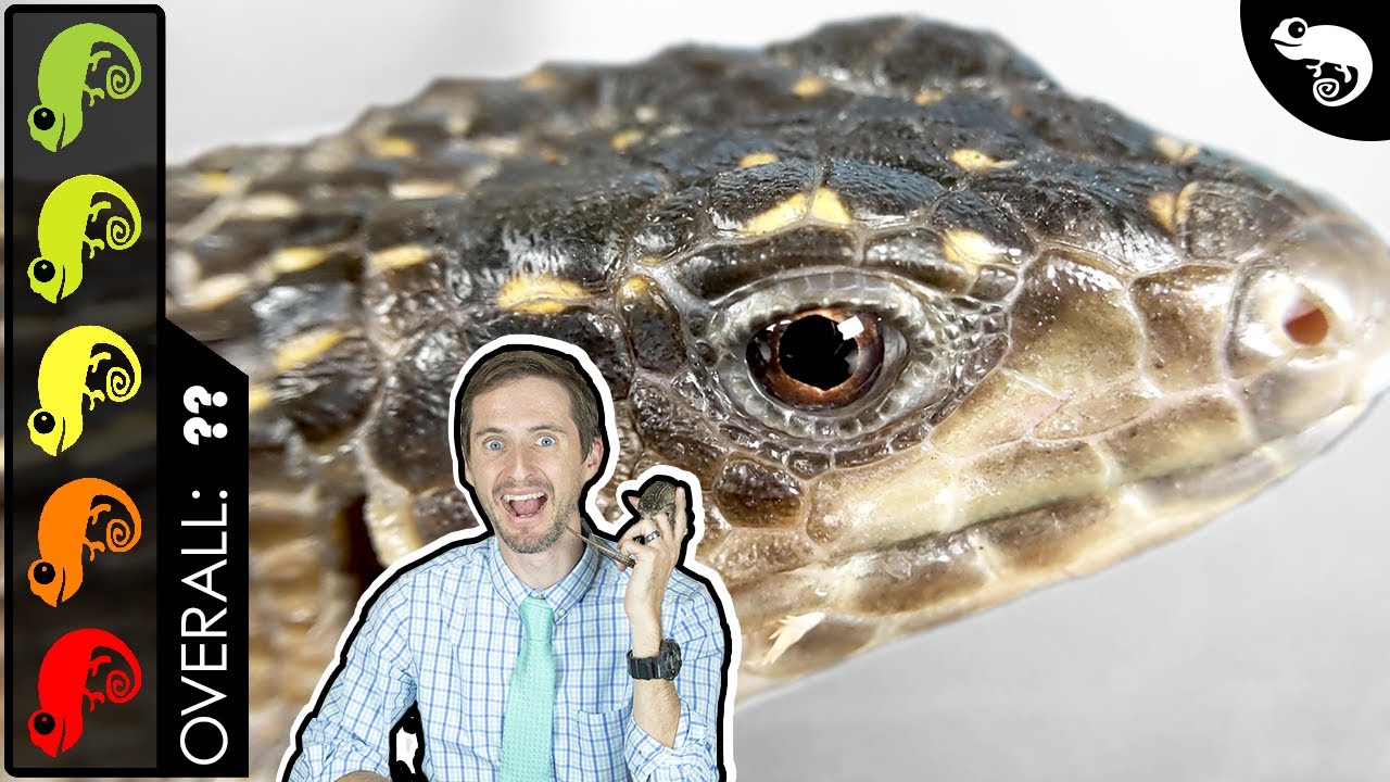 Giant Plated Lizard, The Best Pet Lizard?