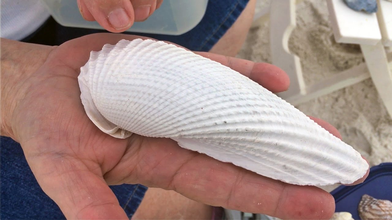 Southwest Florida Seashells - Naples, FL