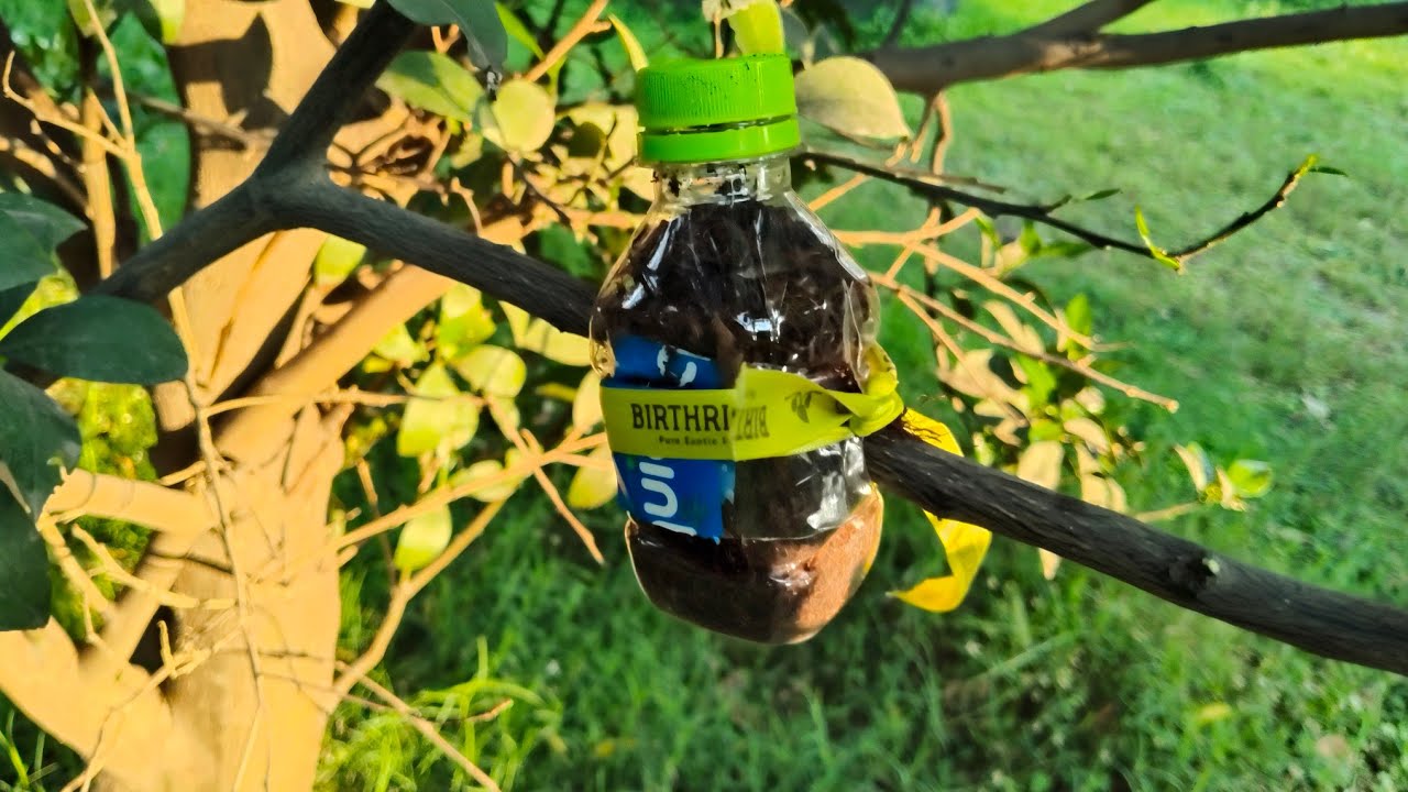 संतरे के टहनी में लेटरिंग कैसे बांधी जाती है //लेयरिंग कैसे बांधे!#garden 