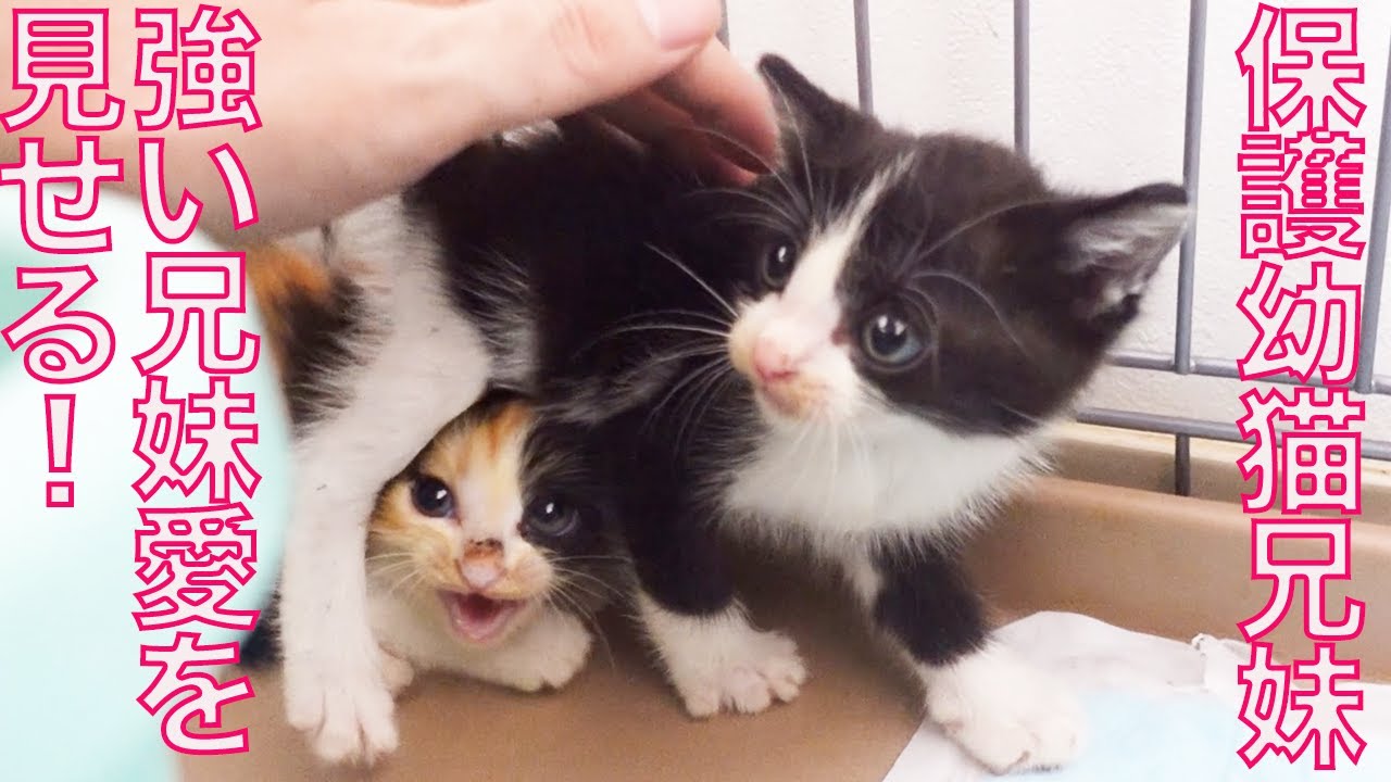 保護幼猫兄妹、強い兄妹愛を見せる The sibling bond of the rescued  Kitties