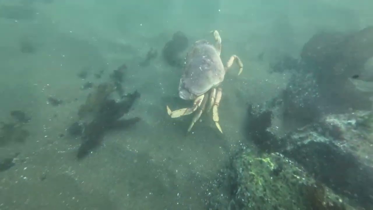 Port Orford Dive 2025
