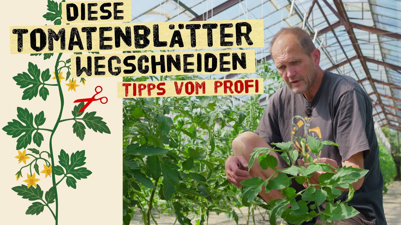 Muss man Tomatenblätter entfernen? Schnitttechniken zum entfernen von Blättern der Tomate.
