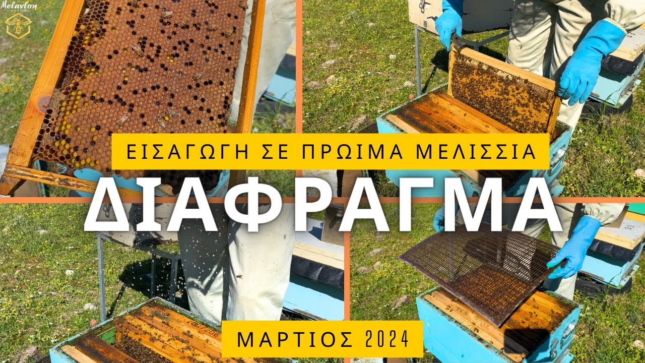 Εισαγωγή διαφράματος στα πρώιμα μελίσσια . Μάρτιος 2024