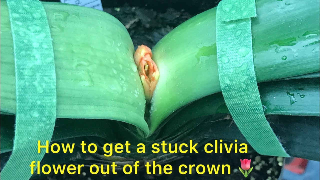 New technique on how to get a stuck clivia flower out of the crown