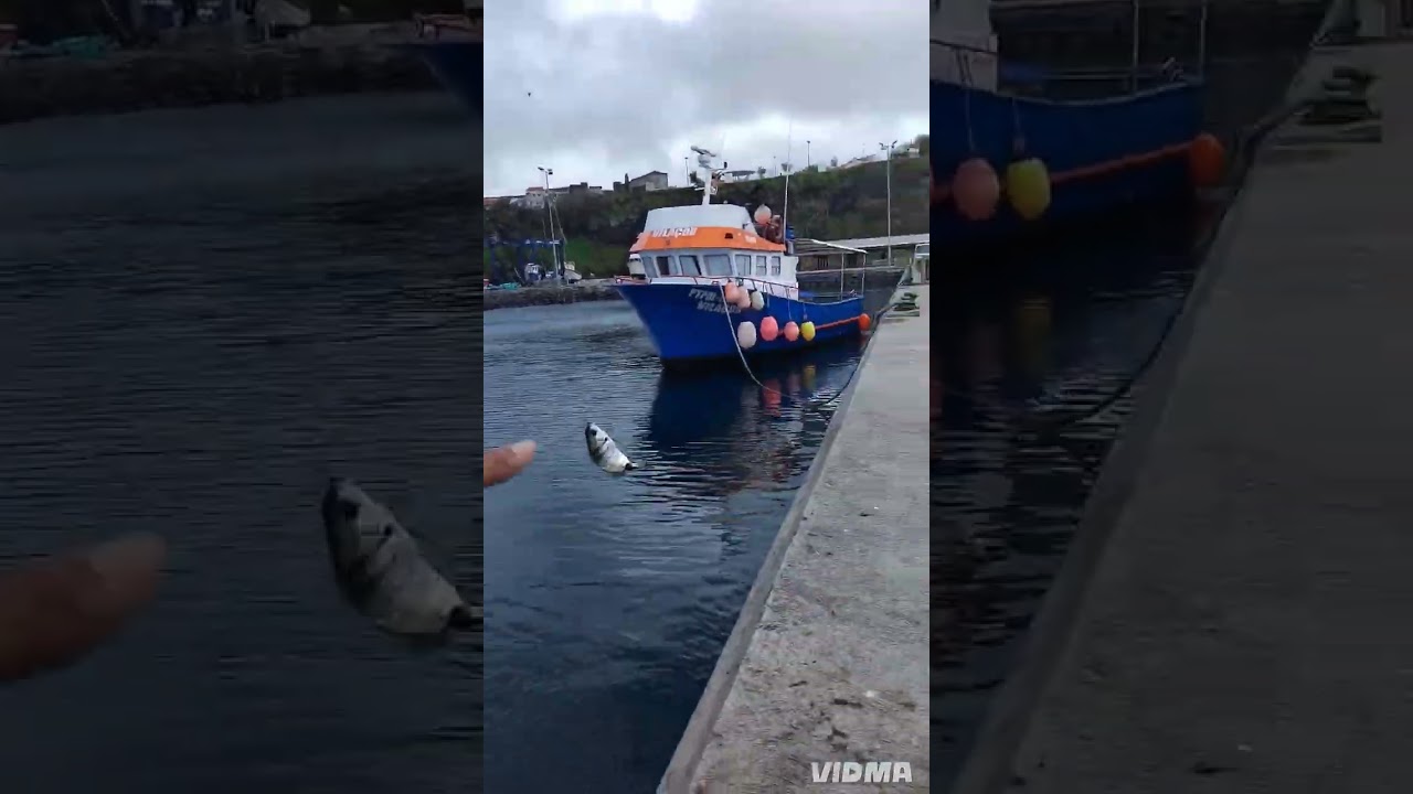Pesca a sargos  na doca de rabo de peixe 