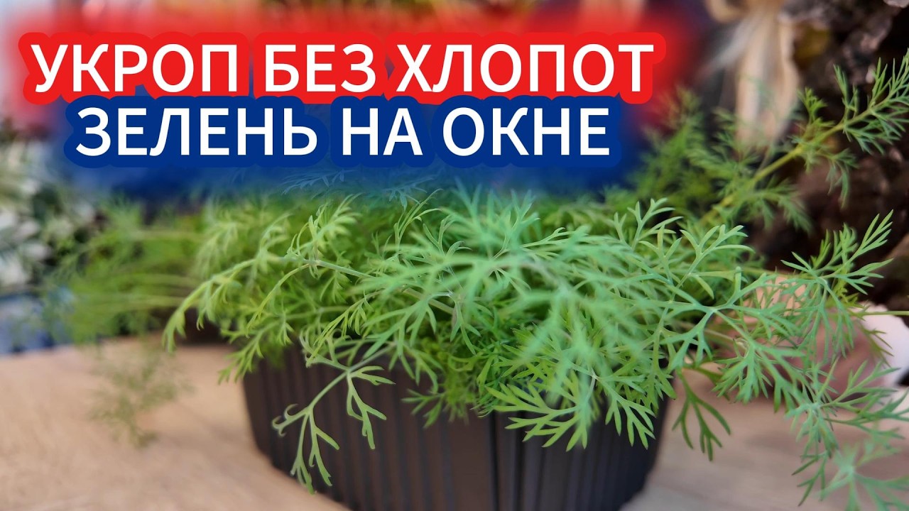 Укроп в горшке: секреты ароматной зелени круглый год