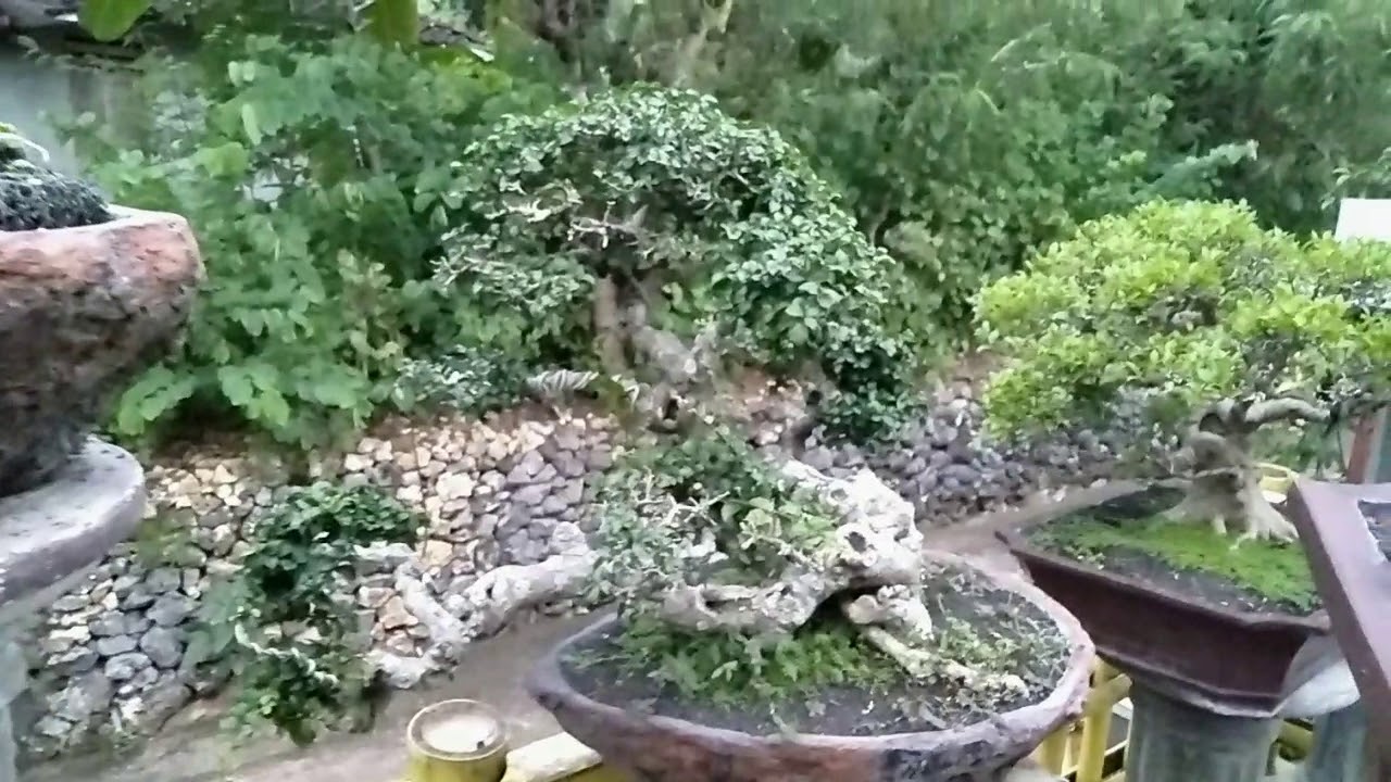 #bonsaiindonesia #ppbi #bonsai