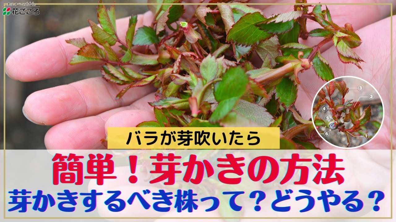 【バラ】春一番の管理！芽かき？ってなんだ？【春の管理】