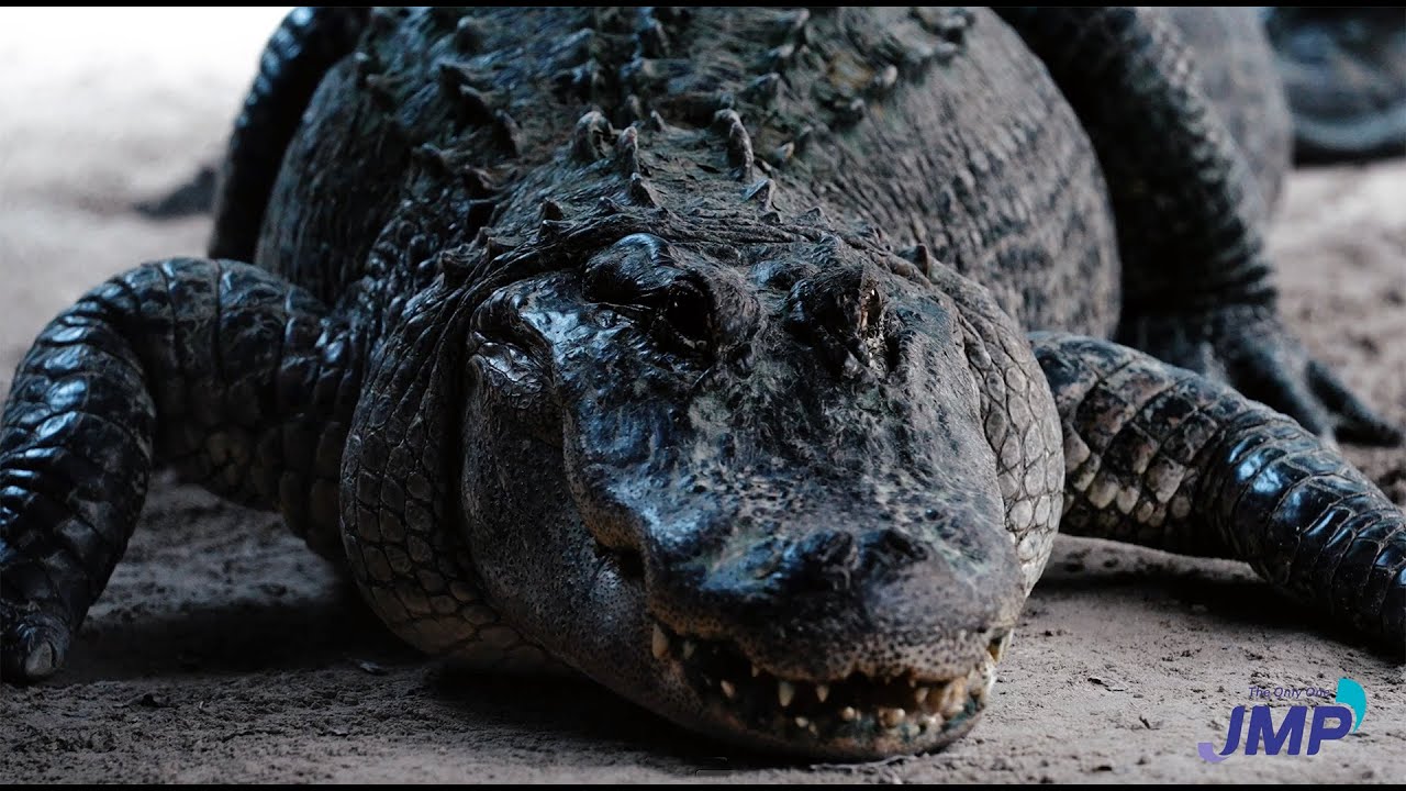 From IBEX to the Everglades: JMP Marine Meets the Gators