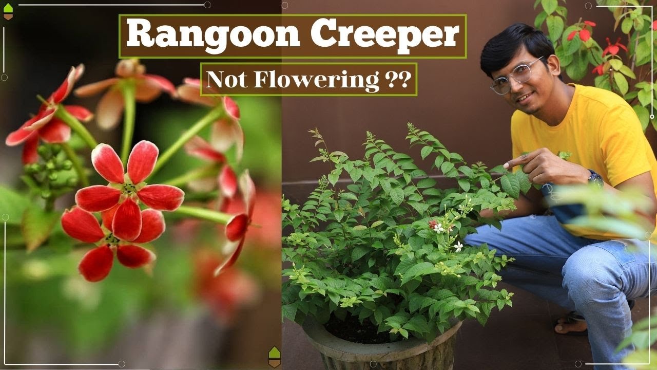 Rangoon Creeper - Not Flowering ?? -- Here is the Solution that worked for me - Madhumalti