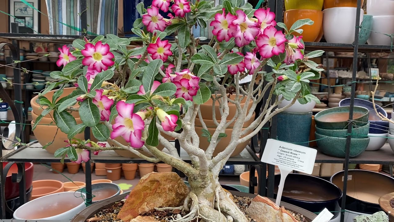 Blooming Adenium obesum 