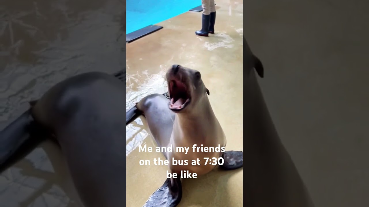 My friends on the bus be like #seal #animals #sealions #seallife #sealpup #babyseal #furseal