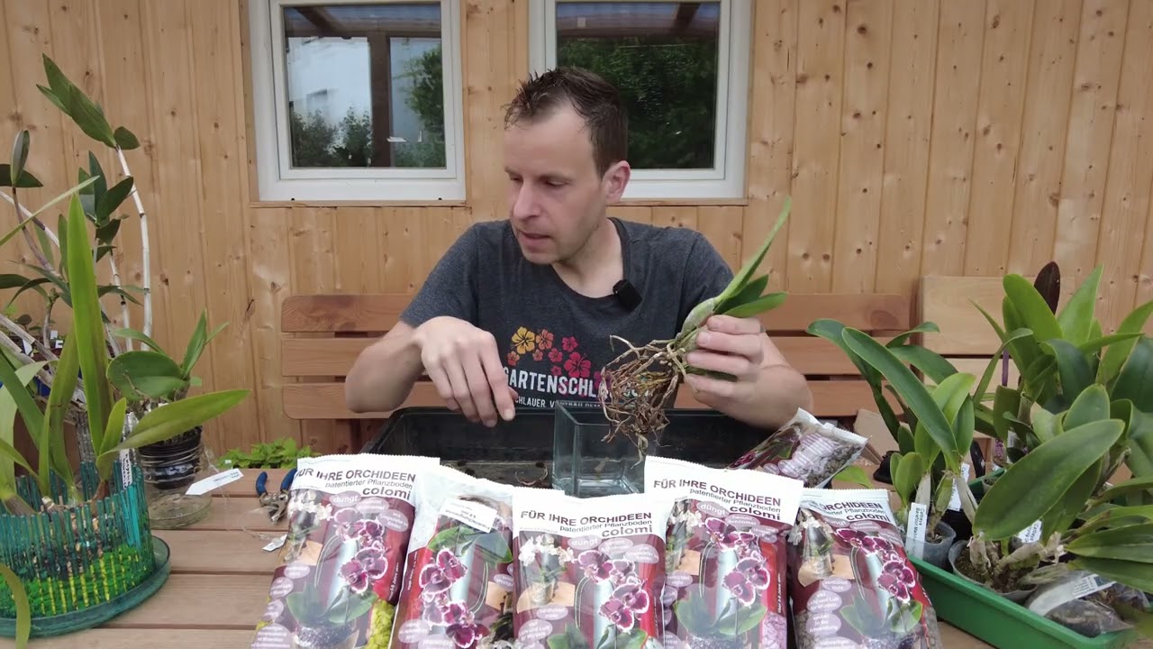 Les effets étonnants du rempotage de l'orchidée Cattleya à Colomi