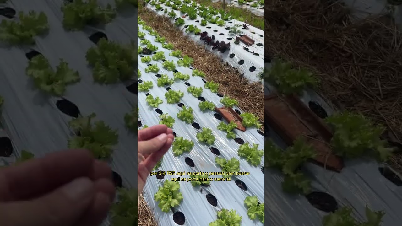 Se voc&ecirc; pretende investir em horta urbana, voc&ecirc; precisa se atentar a isso