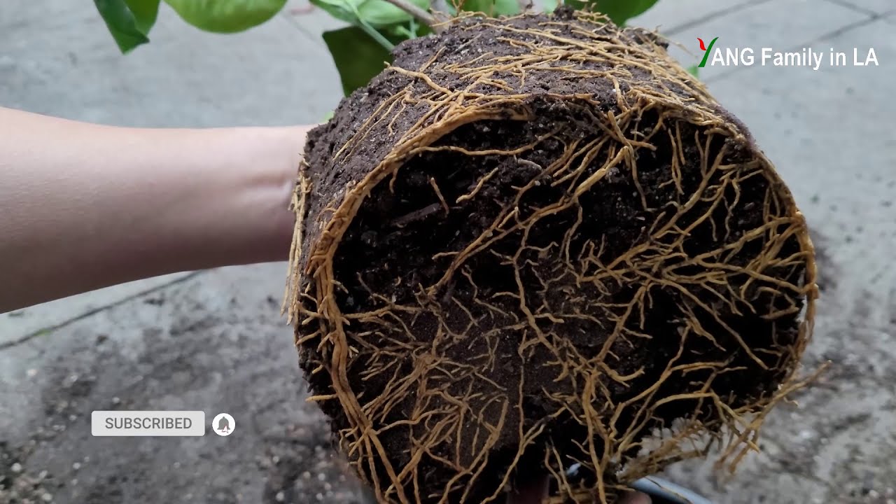 Step-by-step Repotting Container Grown Air Layered Orange Trees in the Winter (空中压条繁殖的桔子树冬季换盆)