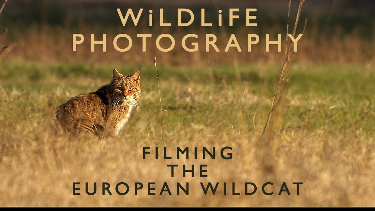 WILDLIFE FILMMAKING | Filming the secretive European Wildcats of Lake Kerkini