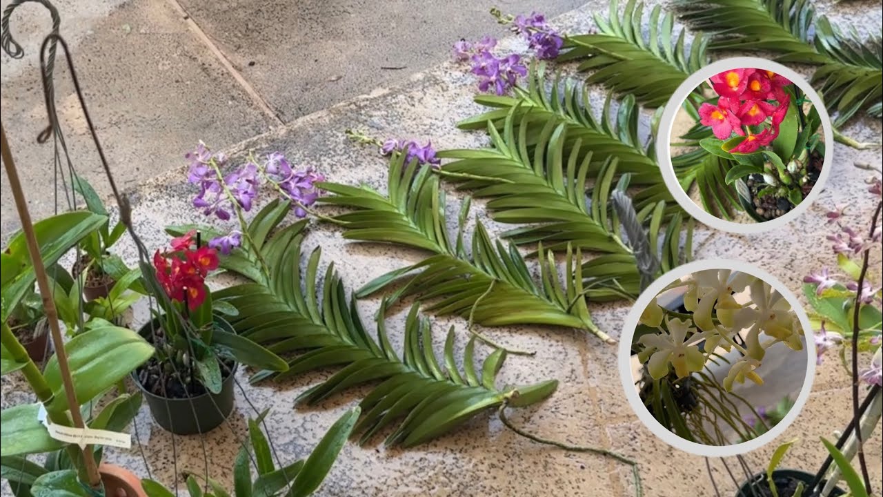 Redlands Orchid Haul, Beautiful Orchids, Went a little Crazy… I’ll blame it on the heat 🙃🥵