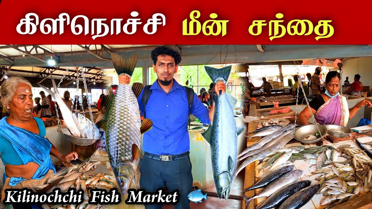 Kilinochchi Fish Market 🦈👌 கிளிநொச்சி மீன் சந்தை 🐟😍
