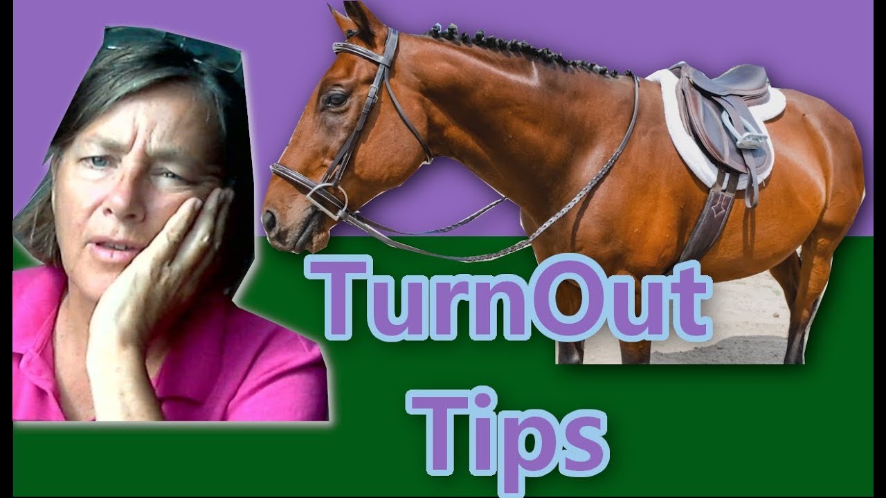 Horse Show Grooming Tips - Horse Grooming Transformation