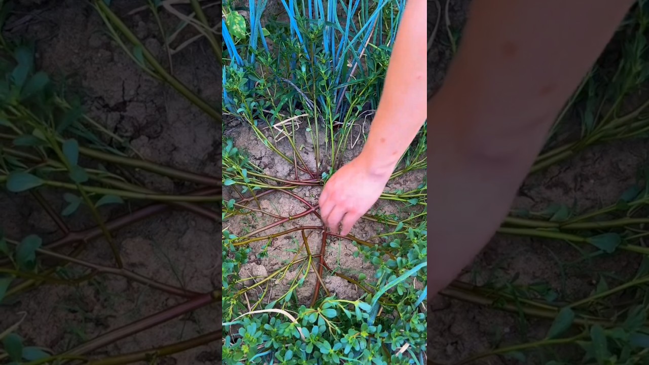 Purslane: The Superweed ---natural medicine #herbalmedicine #plantlover #herbal