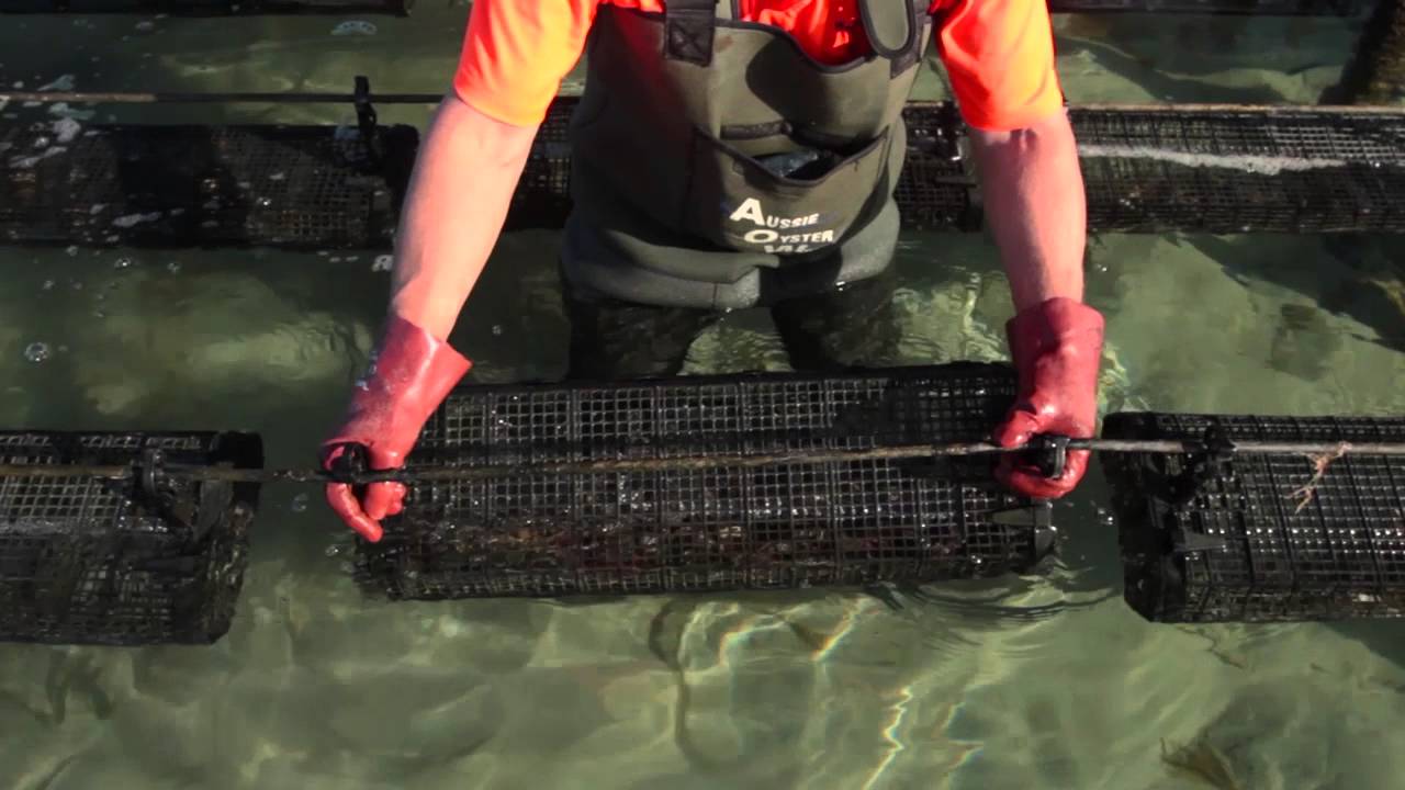Hexcyl Pro Series Shellfish Basket - Attaching / Detaching from Longline