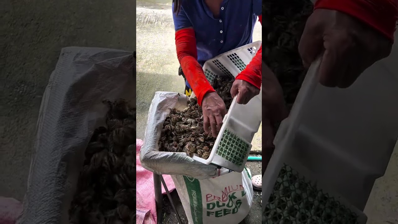 quail | quail bird farm |@Siliguriquailfarm
