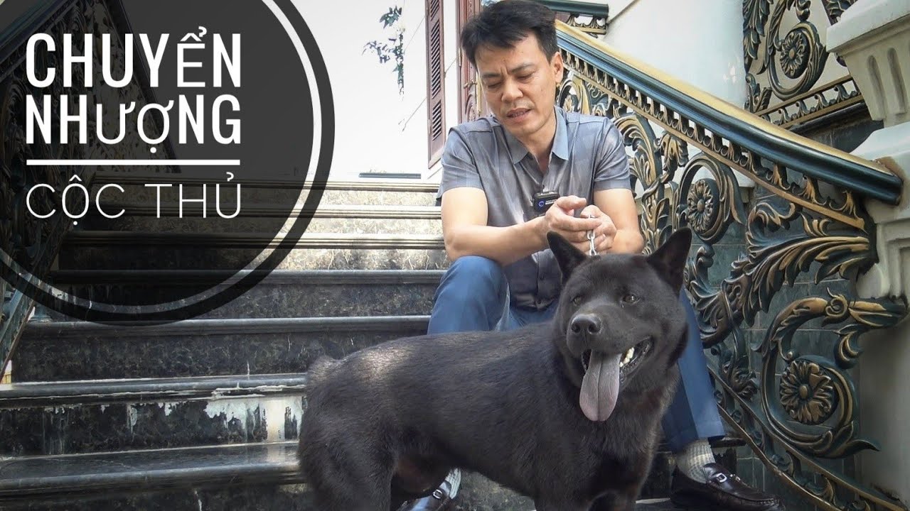 Đi Thẩm Chú chó H'Mông Cộc 