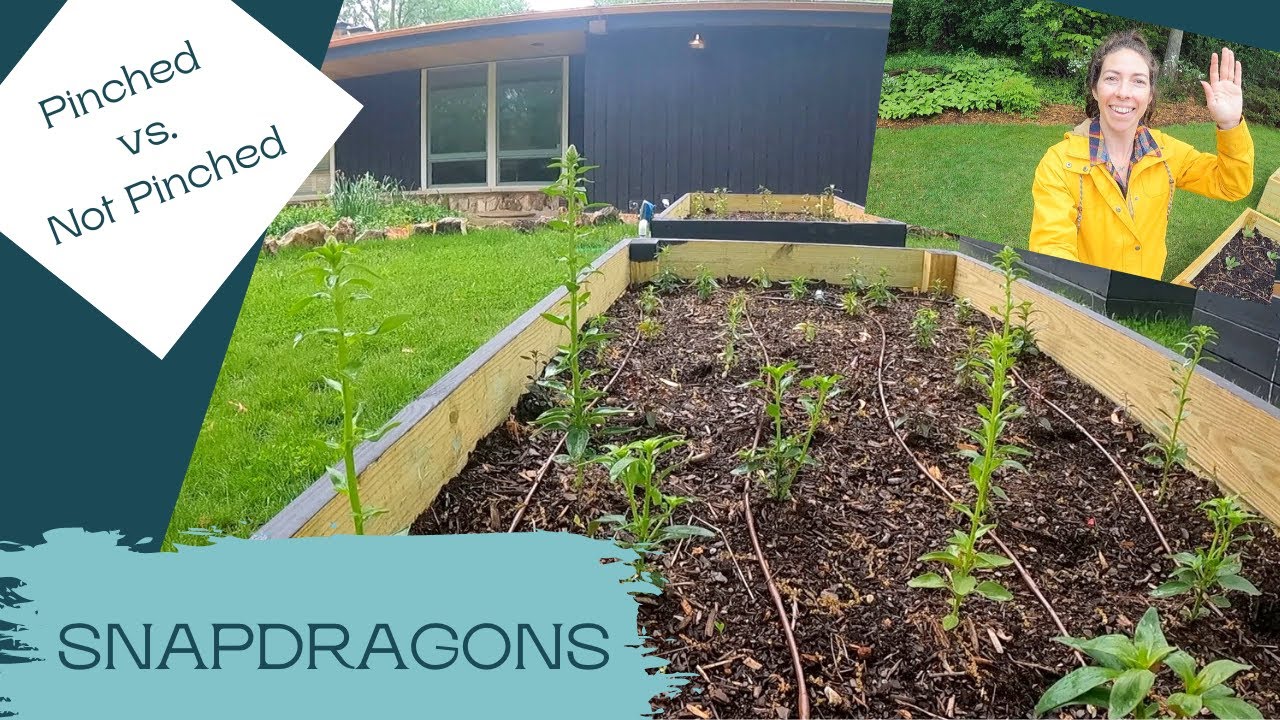 Pinched vs. Not Pinched Snapdragons...Here's The Difference!