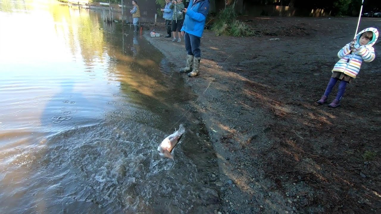 Fishing | Rainbow Trout | Beaver Lake, Sammamish, WA 11/19/2018