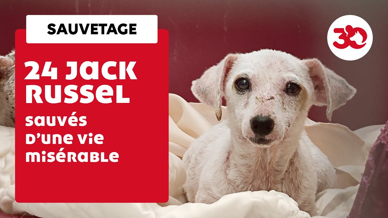 La Fondation 30 Millions d'Amis sauve 24 Jack Russell vivant dans des conditions déplorables