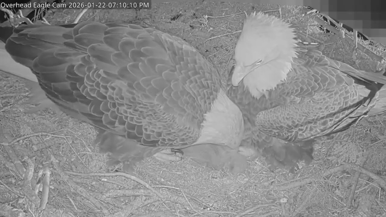 Winter Park Eagle Cam  1/22/26 From Heartbreaking to Bittersweet!
