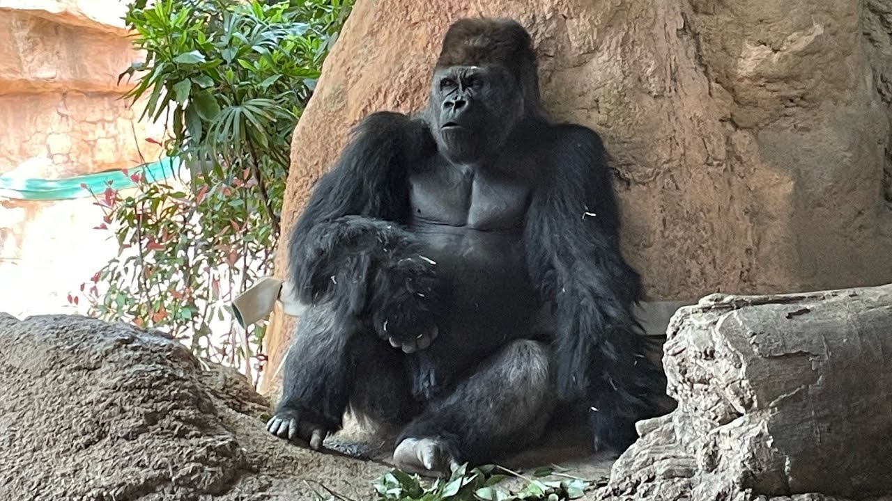 A Silverback Moment: Haoko Showing Off to His Females 1/₆