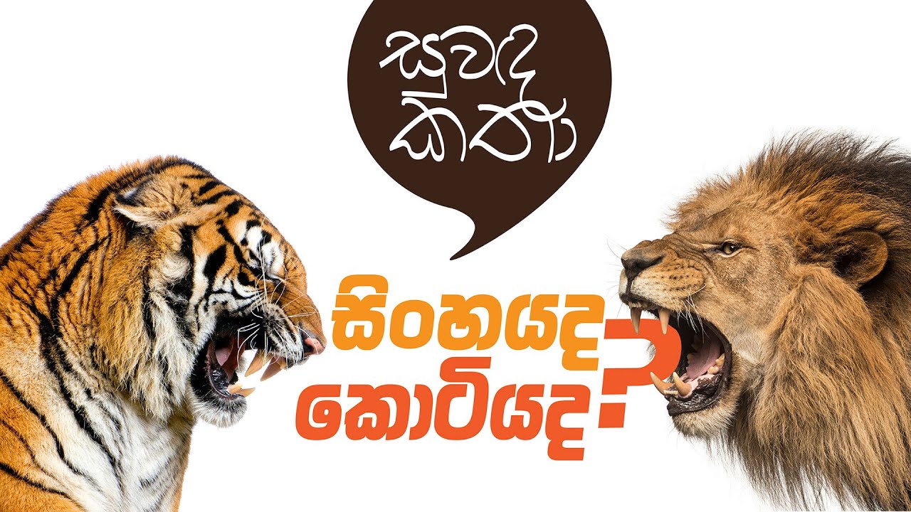 සිංහයා ද🦁? කොටියා ද🐯?