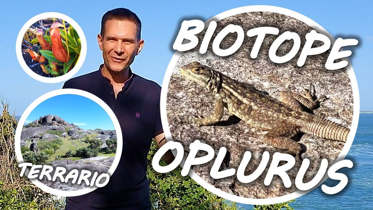 BIOTOPE IGUANE À QUEUE ÉPINEUSE